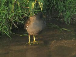 NTSC: Coot Stock Footage