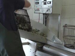 Man pours basket of little necks onto shellfish cleaning machine on Cape Cod Stock Footage