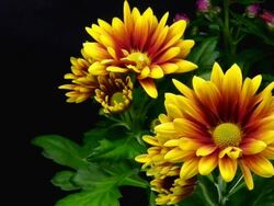 Yellow daisies blooming - American Chrysanthemum Stock Footage