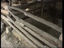 VOICER China farmers unaware of SARS risks News Clip