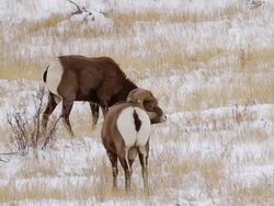 MS Shot of two bighorn sheep rams butting heads in snow / Georgetown, Colorado, United States Stock Footage
