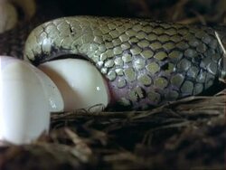 CU Grass Snake laying an egg, UK Stock Footage