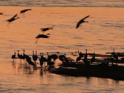 MS SLO MO Shot of Sandhill Crane, Grus canadensis in silhouette against sunset lots of birds coming in to land / Kearney, Nebraska, United States Stock Footage