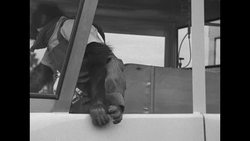 At dedication of narrow gauge railroad train in Colorado Springs, CO, chimpanzee plays around in cab of train News Clip