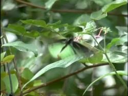 Cairns Birdwing Butterfly (Ornithoptera priamus) Lifecycle sequence part 6 - Adults courtship Stock Footage