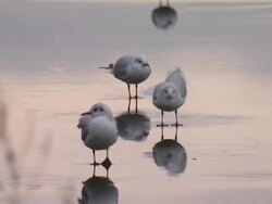 Birds at Arthur's Seat News Clip