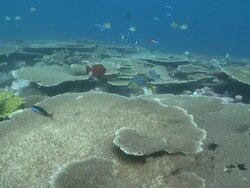Reef fish over Table corals (Acropora sp.), Maamigili, South Ari Atoll, The Maldives Stock Footage