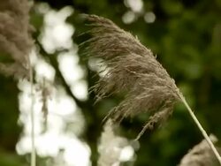 Grass in the wind Stock Footage