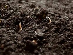 Time-Lapse of germinating plant Stock Footage