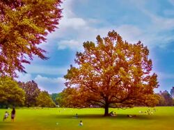 Autumn New York Stock Footage