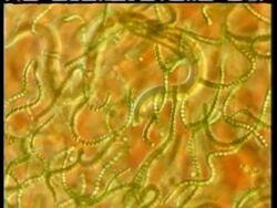 CU microscopic view of Nematode worm moving amongst blue green algae Stock Footage