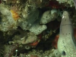 CU Shot of Geometric moray eel exploring a reef crevice covering in various sponge and bryozoans / Matola, Maputo, Mozambique Stock Footage