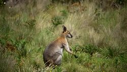 Wallaby Stock Footage