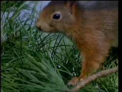 CU Red squirrel, Sciurus vulgaris, walking along branch Stock Footage