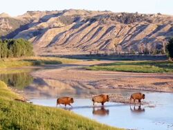 WS Bison crossing Little Missouri River at Theodore Roosevelt National Park / North Dakota, United States  Stock Footage