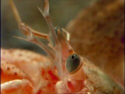 Hermit Crab (Eupagurus bernhardus) underwater, moving feelers/antennae, England, UK Stock Footage