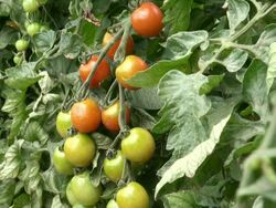MS Shot of solanum lycopersicum or tomato / Serrig, Rhineland-Palatinate, Germany Stock Footage
