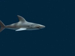 Little fish eat the big one Stock Footage