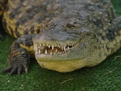 Crocodile sits on grass with open mouth; baring sharp teeth. Stock Footage