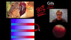 The Respiratory System Instructional Video