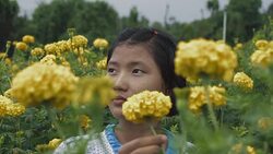 M/S SLO MO Myanmar teenage girl in a field of yellow mums, rain Stock Footage