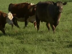 Shot of group of cows moving across field. Stock Footage