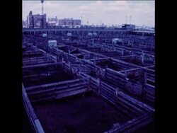 SYND 31 7 71 CHICAGO STOCKYARDS News Clip