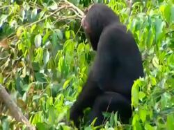 Chimpanzee (Pan troglodytes) up in tree, making nest out of surrounding branches, Sierra Leone Stock Footage