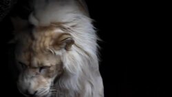 A lion repeatedly licks his mouth. Stock Footage