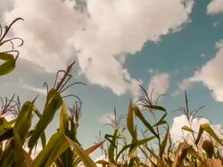 Corn field with the sky timelapse (pan) Stock Footage