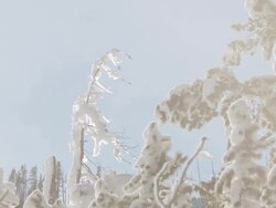 MS Geothermal steam passing in front of snow laden branches / Yellowstone National Park, Wyoming, United  Stock Footage
