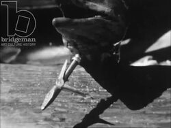 Swimmers and fishermen under water in Guadeloupe, Antilles, 1950s Stock Footage
