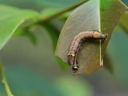 Caterpillar eating leaf Stock Footage