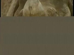 CU rhino face Stock Footage