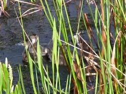 Ducklings in the Reeds Stock Footage