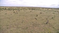 Aerials of Rhino & Calf Running Through Bush News Clip