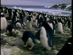 MS Adelie Penguin, Pygoscelis adeliae, on beach, female gathers pebbles for nest, Antarctica Stock Footage