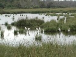 florida storks Stock Footage