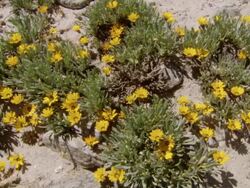 MS PAN Shot of Wild Namaqualand flowers growing among rocks on beach sand / Namaqualand, Northern Cape, South Africa Stock Footage
