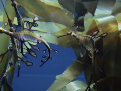 Hippocampus Stock Footage