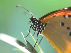 Butterfly Stock Footage
