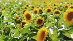 Reino Plantae Instructional Video