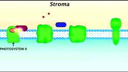 Photosynthesis: The Light-Dependent Reactions Instructional Video