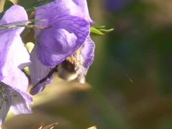 Bumblebee Stock Footage