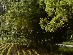 crane shot of tree.Full HD video Stock Footage