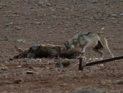 Desert wolf eats sheep, Israel Stock Footage