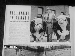1950: DENVER, COLORADO: RANCHING: WS Herd of cattle walking grassland below hills. CU Article pages in 'Life' magazine about Thornton Hereford Cattle & photographs of Dan w/ TT Hereford bulls. Instructional Video