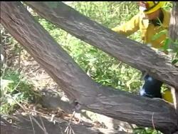 A 6-foot alligator believed to be the elusive 'Reggie,' who lurked in a Los Angeles lake for two years, was wrestled into captivity Thursday and rushed to a zoo. News Clip