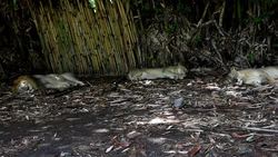 VOICED : Un safari africano en Guatemala News Clip