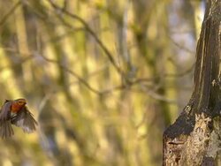 MS SLO MO Shot of European robin landing on tree trunk / Vieux Pont en Auge, Normandy, France Stock Footage